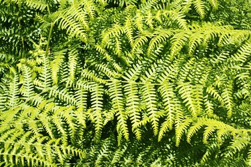 Lush green fern fronds growing in forest © insideportugal