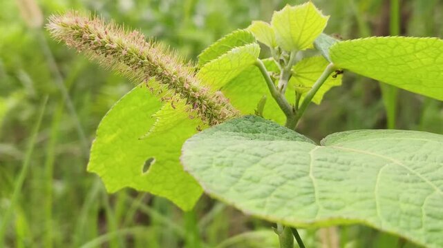 Close-up image of flowering lambsquarters plant with fuzzy seed heads and broad green leaves.