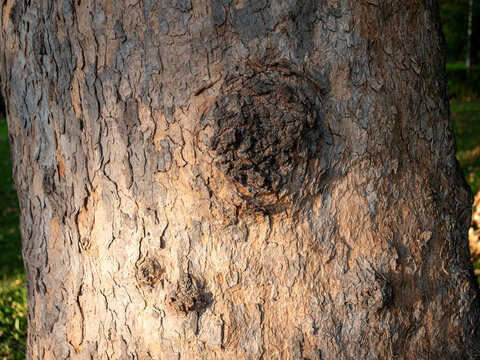 Close-up of mature plane tree (Platanus) trunk with a large healed branch scar and rugged peeling bark, highlighting natural tree growth, wound healing, aging and organic texture.