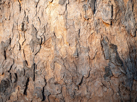 Macro close-up of mature plane tree (Platanus) bark with rough peeling layers, cracks and lichen, creating a richly detailed natural texture in warm brown, gray and orange tones.