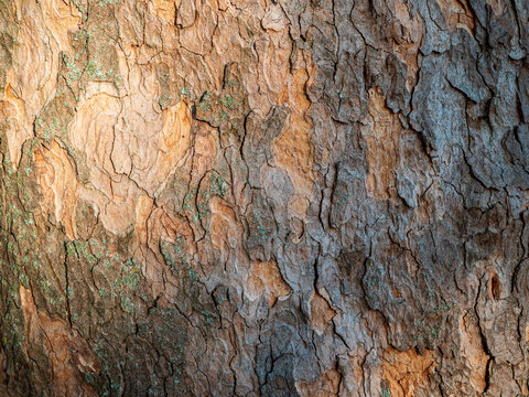Macro close-up of mature plane tree (Platanus) bark with rough peeling layers, cracks and lichen, creating a richly detailed natural texture in warm brown, gray and orange tones.