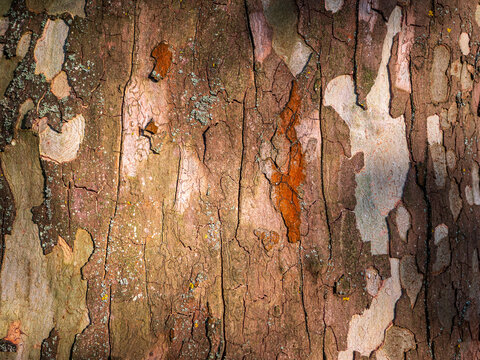 Macro close-up of plane tree (Platanus) bark with distinctive peeling camouflage pattern in brown, beige and gray tones, creating a natural abstract texture and organic background.