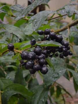 Wild black berries of privet bush with water drops on green leaves background