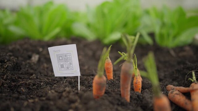Fresh carrots sprout from dark soil. Green leaves surround the growing roots. White sign with QR code stands beside them. Natural, rustic garden scene
