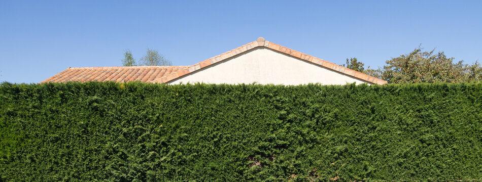 Haie de cupressocyparis	