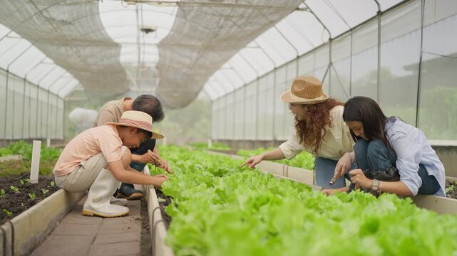 People examine fresh lettuce in a greenhouse. They wear hats and crouch near growing rows. Their focus shows care for the plants