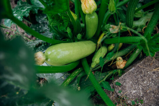 Green unripe squash in the garden. A large bush, large leaves and orange flowers. Zucchini. Farming and agriculture.