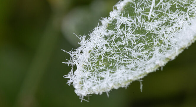Gros plan du givre sur des feuilles d'un arbuste