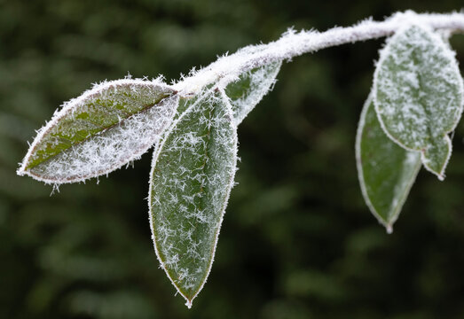 Gros plan du givre sur des feuilles d'un arbuste