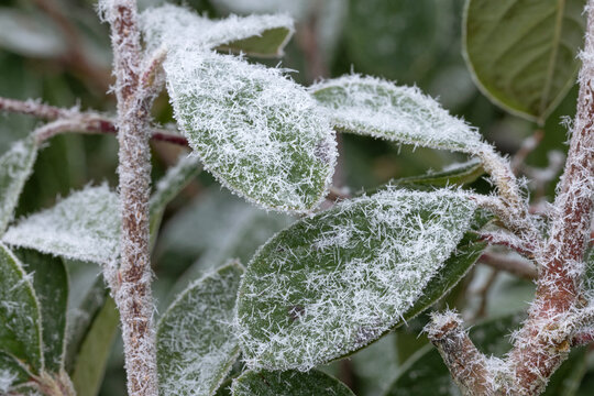 Gros plan du givre sur des feuilles d'un arbuste
