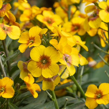 Gros plan de fleurs de Girofl&eacute;e ravenelle jaune 