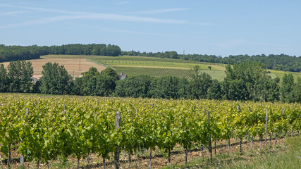 Obraz premium Vignoble charentais