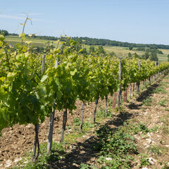 Obraz premium Vignoble charentais