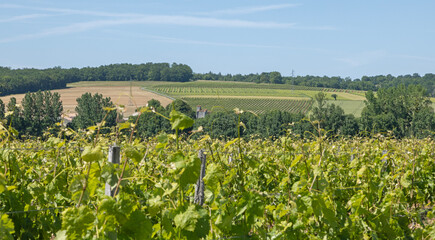 Obraz premium Vignoble charentais