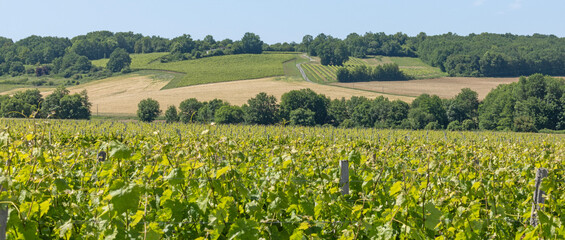 Obraz premium Vignoble charentais