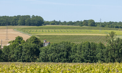 Obraz premium Vignoble charentais
