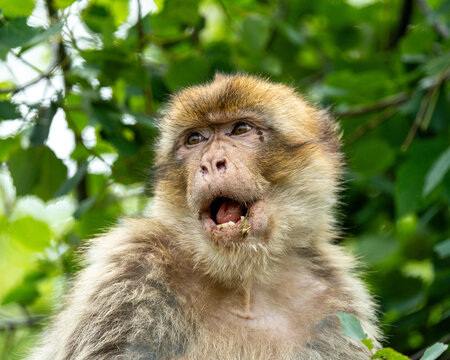 Barbary macaque (Macaca sylvanus)