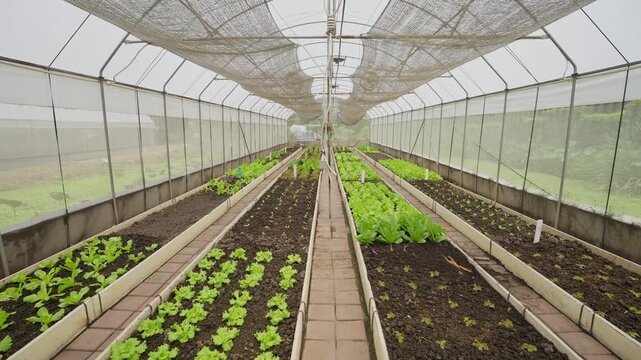 Green lettuce grows in long rows inside a greenhouse. Rows of young plants stretch between concrete paths