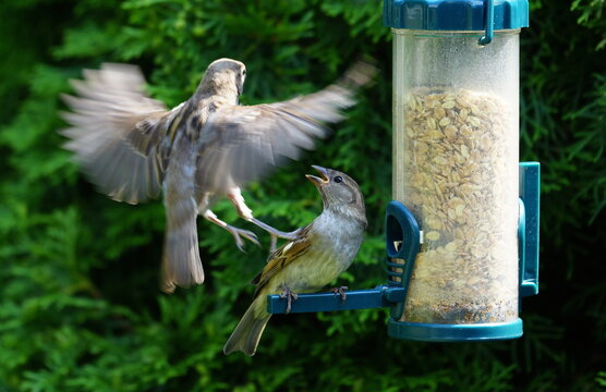 squabble at the feeder tube