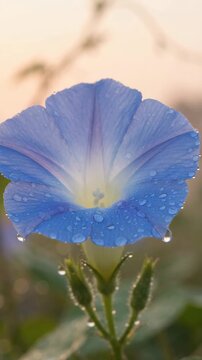 Morning glory blooming timelapse vertical