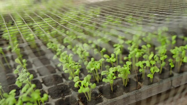 Fresh green sprouts grow in neat rows. Tiny leaves rise from biodegradable planters. Uniform light shines over the growing trays