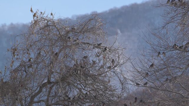 冬の朝靄（あさもや）の中、枯れ木に群れて羽を休める野鳥たち