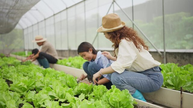Greenhouse rows filled with crisp lettuce plants. Mother and daughter work together, smiling at their shared task