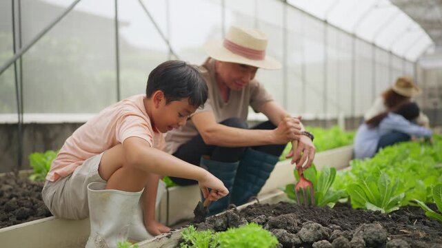 Warm sunlight shines through greenhouse walls. father and son tend rows of young greens. They work close, hands in soil, sharing tools