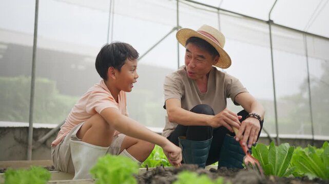 Father and son work together in a greenhouse garden. They tend to leafy greens with care and focus. The man wears a hat and smiles warmly at the child