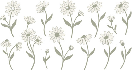Obraz premium Sage green daisy flower vector set with line art chamomile stems, wild blossom floral elements, and botanical leaves isolated on white background.eps