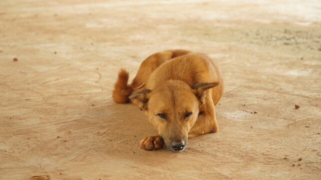 A light brown short-haired dog lying down and resting calmly on a sandy dirt surface with its head near its front paws