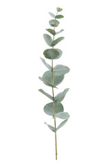 Single fresh eucalyptus branch with round, dusty green leaves is vertically arranged on a clean white background © no one