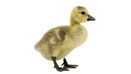 Small cute yellow duckling newborn chick standing on transparent background © James