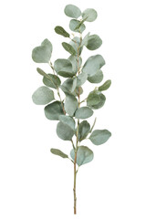 Single eucalyptus branch with round, dusty green leaves, captured vertically on a clean white background with natural light © no one