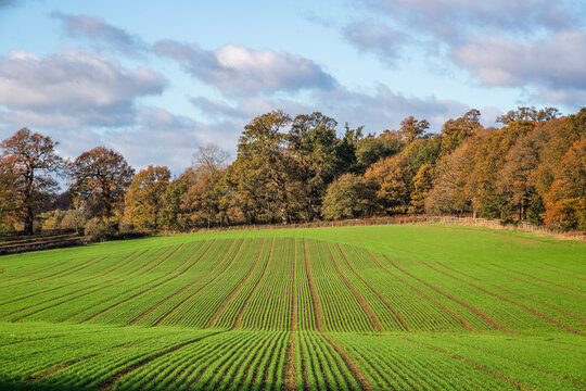 A rolling green agricultural field with neatly drilled rows of young crops in Windsor Great Park in Windsor, Berkshire, England