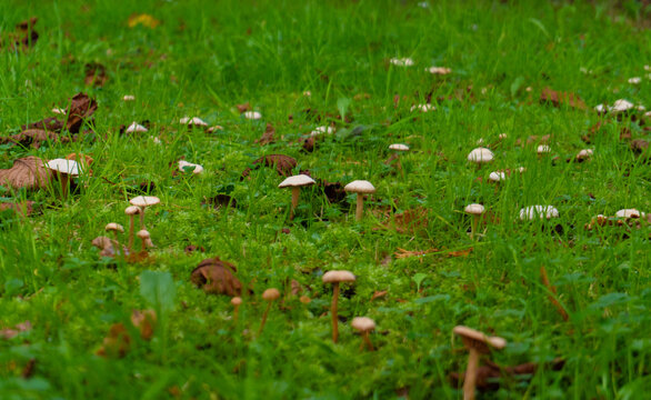 Large Fairy Ring Arc of Wild Brown Mushrooms Fruiting Across a Mossy Green Farm Lawn in Autumn