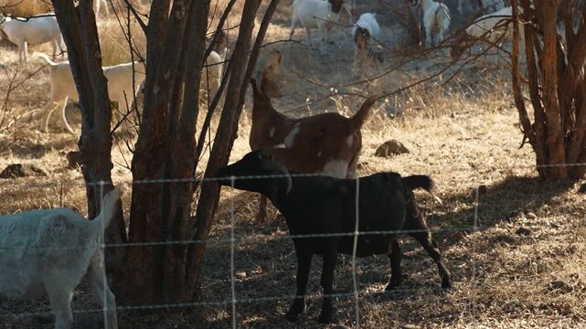 Black goat nibbling tree trunk in dry pasture while a brown goat stands nearby and other animals remain among dry grass and trees