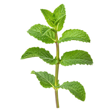 Fresh green mint sprig with vibrant leaves and a sturdy stem, captured against a clean white background in bright studio lighting