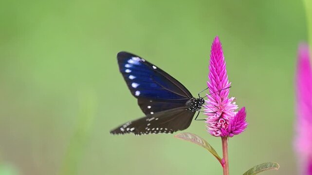 Dark Butterfly with Blue Glossy Forewings Moving and Feeding on Nectar, Opening and Closing Wings on Magenta Flower, and Then Flying Away in Slow Motion