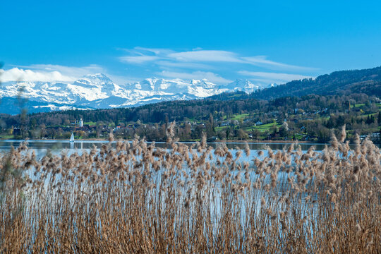 Blick durch das Ried &uuml;ber den Greifensee auf die Berge und den Ort Maur.