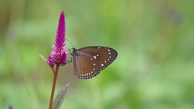 Dark Butterfly with Blue Glossy Forewings Moving and Feeding on Nectar on Magenta Flower and Then Flying Away in Slow Motion