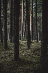 Obraz premium Scenic forest landscape in nature