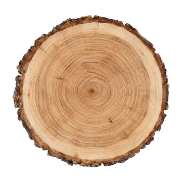 Round light brown wooden tree trunk slice with visible growth rings and rough bark isolated on a white background