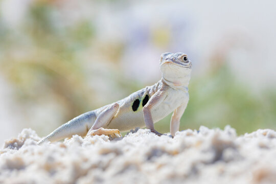 Bleached Earless Lizard on white sand in a park