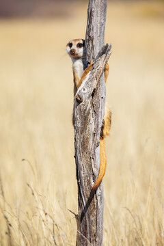 Meerkat standing alert on wooden post
