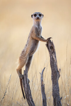 Meerkat Sentry standing vigilant