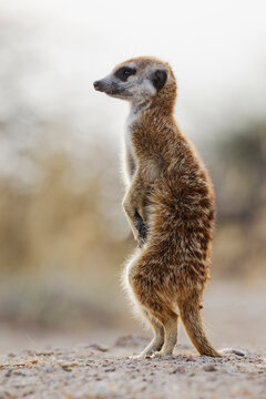 Meerkat standing alert at dawn in south African desert