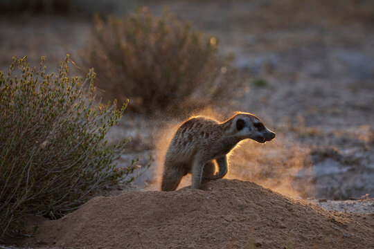 Meerkat shaking off dust on sand mound in Kalahari Desert South Africa