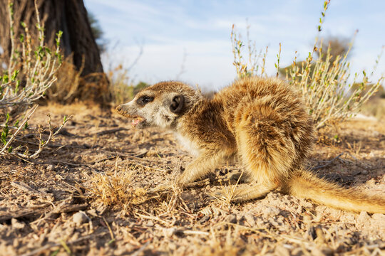 Meerkat foraging for bugs and insects on dry ground