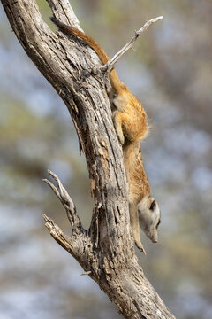 Meerkat climbing down a Dead Tree in the Kalahari Desert, South Africa